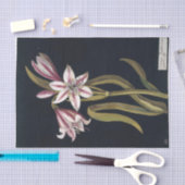 Papier Mousseline Asphodil Lily par Mary Delany (Artisanat)