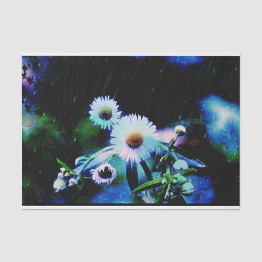 Papier Mousseline Asters Aglow (Recto)