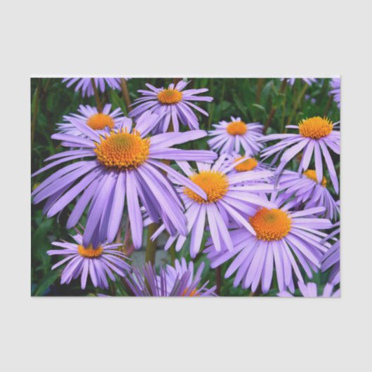 Papier Mousseline Asters pourpres (Recto)