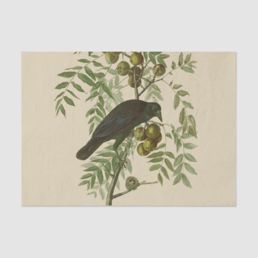 Papier Mousseline Audubon American Crow Black Bird (Recto)