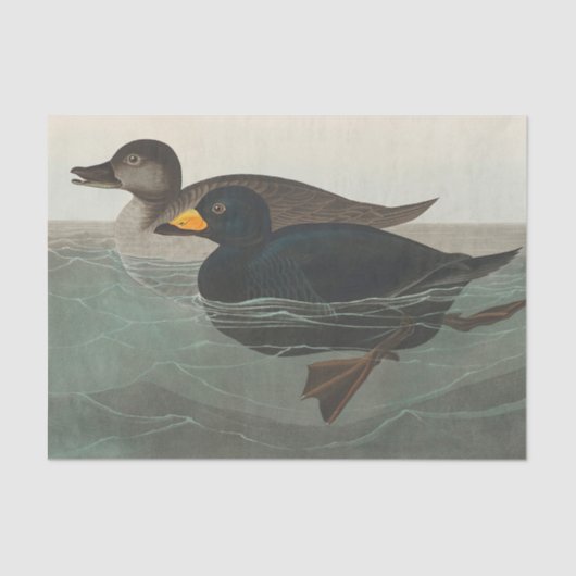 Papier Mousseline Audubon American Scoter Duck Classic (Recto)