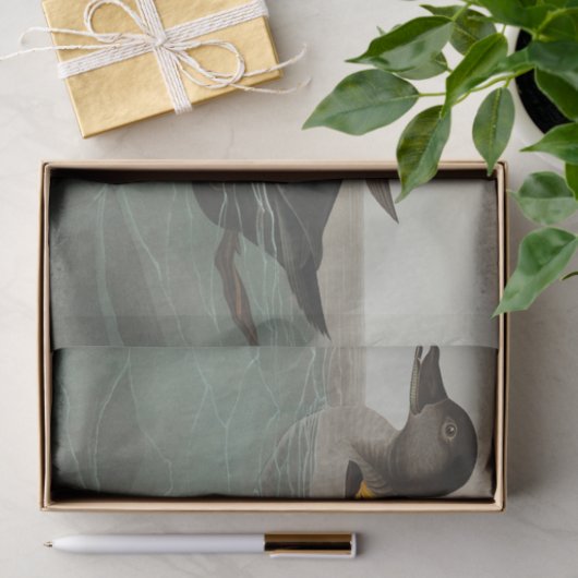 Papier Mousseline Audubon American Scoter Duck Classic (Cadeau)