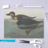Papier Mousseline Audubon American Scoter Duck Classic (Artisanat)