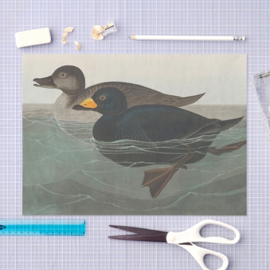 Papier Mousseline Audubon American Scoter Duck Classic (Artisanat)