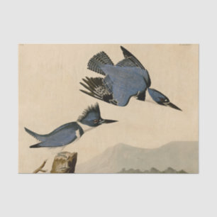 Papier Mousseline Audubon Belted Kingfisher Wildlife Bird