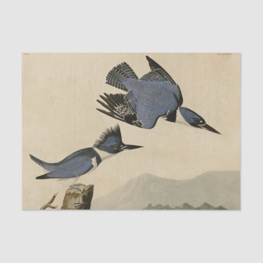 Papier Mousseline Audubon Belted Kingfisher Wildlife Bird (Recto)