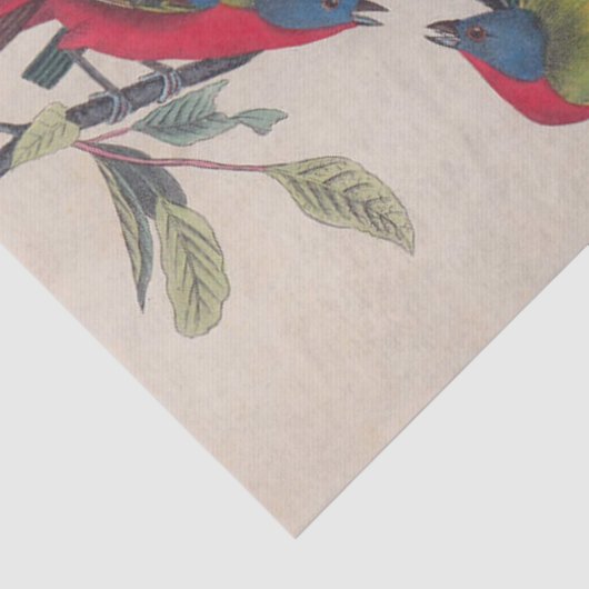 Papier Mousseline Audubon Peint Bunting Bird Wildlife (Détail)