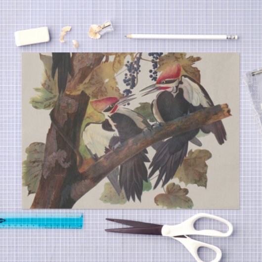 Papier Mousseline Audubon Peinture d'Oiseaux Pic Pilé (Artisanat)