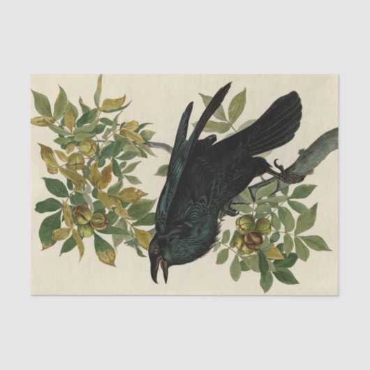 Papier Mousseline Audubon Raven Oiseau classique (Recto)