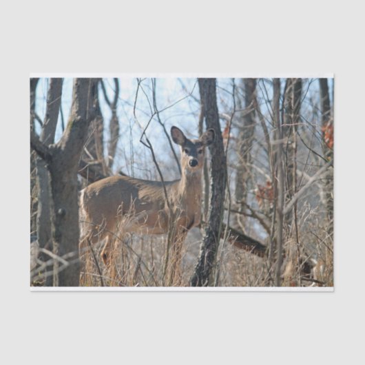 Papier Mousseline automne de Deer Woods (Recto)