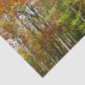 Papier Mousseline Automne Forêt II Automne Paysage Photographie (Détail)