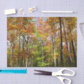 Papier Mousseline Automne Forêt II Automne Paysage Photographie (Artisanat)