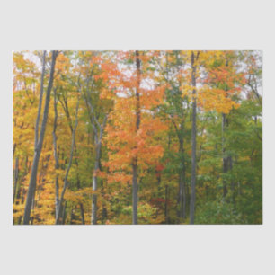 Papier Mousseline Automne Maple Trees Automne Photographie de la nat