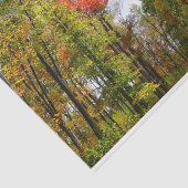 Papier Mousseline Automnes Arbres et Ciel bleu Automne Photographie  (Détail)