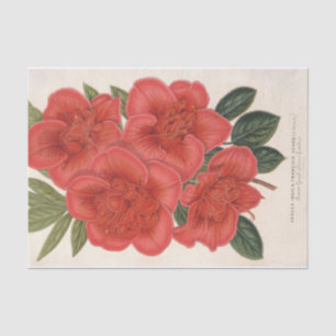 Papier Mousseline Azalea (Indica) Francois Devos par Charles Lemaire