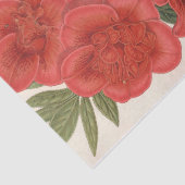 Papier Mousseline Azalea (Indica) Francois Devos par Charles Lemaire (Détail)