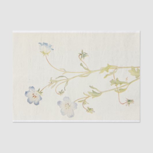 Papier Mousseline Baby Blue-Eyes par Margaret Armstrong (Recto)