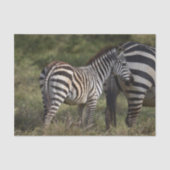Papier Mousseline Baby Zebra en Afrique (Recto)