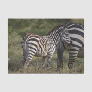 Papier Mousseline Baby Zebra en Afrique