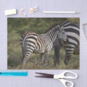 Papier Mousseline Baby Zebra en Afrique (Artisanat)