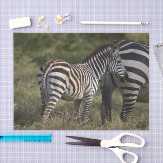 Papier Mousseline Baby Zebra en Afrique (Artisanat)