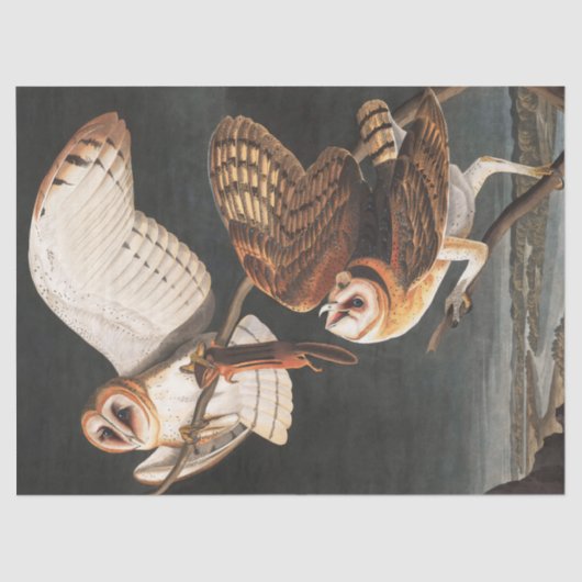 Papier Mousseline Barn Owl par John James Audubon (Recto)