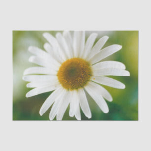 Papier Mousseline Basière oculaire blanche - Leucanthemum vulgare