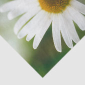 Papier Mousseline Basière oculaire blanche - Leucanthemum vulgare (Détail)