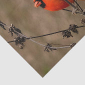 Papier Mousseline Beau Cardinal du Nord (Détail)