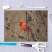 Papier Mousseline Beau Cardinal du Nord (Artisanat)