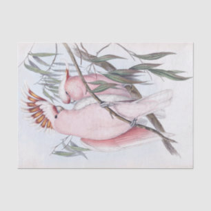 Papier Mousseline Beau cockatoo d'oiseaux cacatua rose pâle