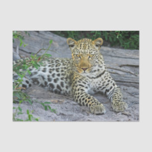 Papier Mousseline beau papier de tissu léopard