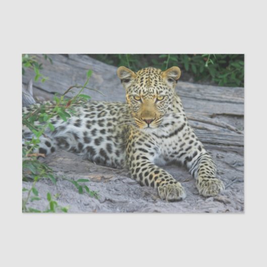 Papier Mousseline beau papier de tissu léopard (Recto)