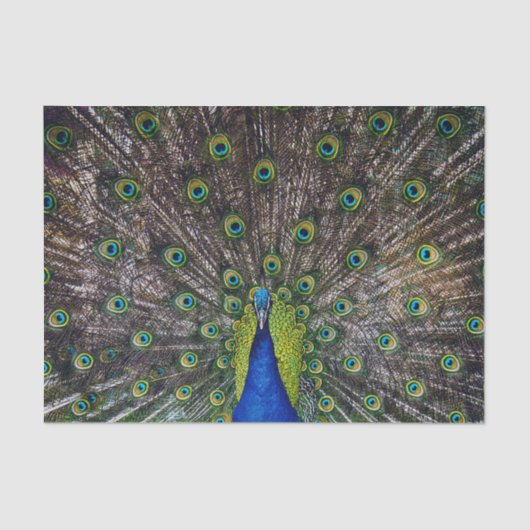 Papier Mousseline Beau Peacock (Recto)