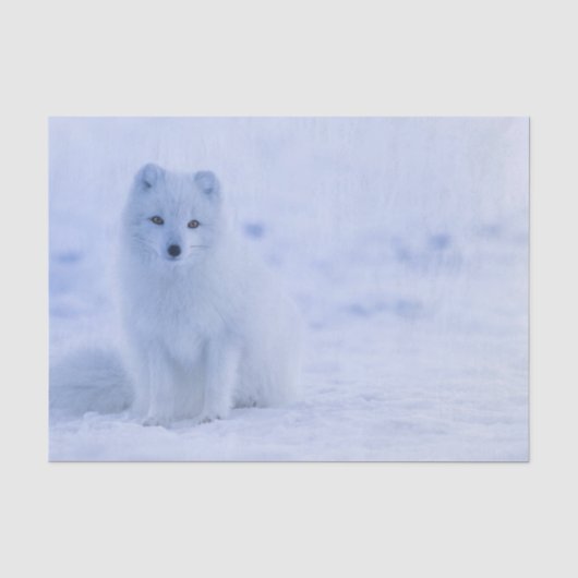 Papier Mousseline Beau renard arctique (Recto)