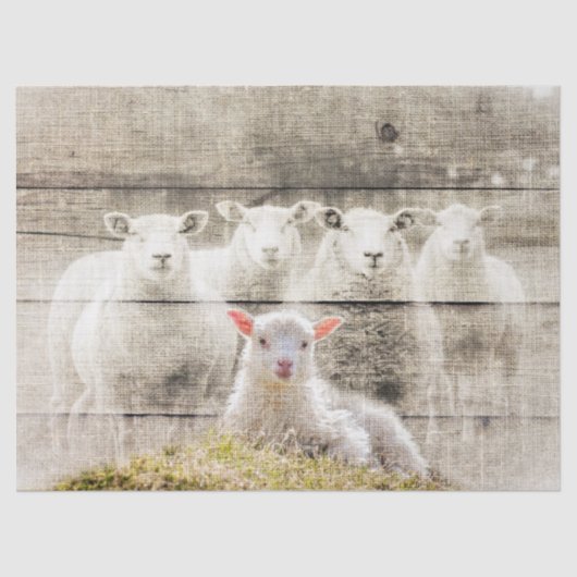 Papier Mousseline Bébé d'agneau à mouton russe (Recto)