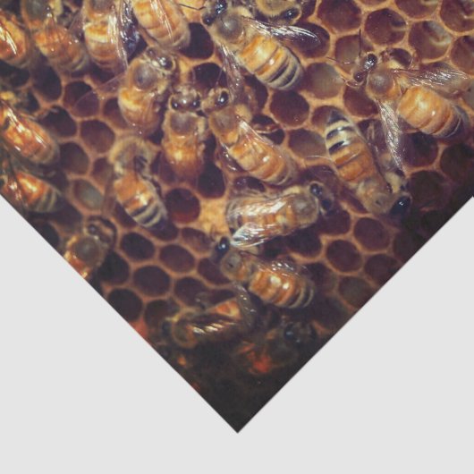 Papier Mousseline Bee Hive (Détail)