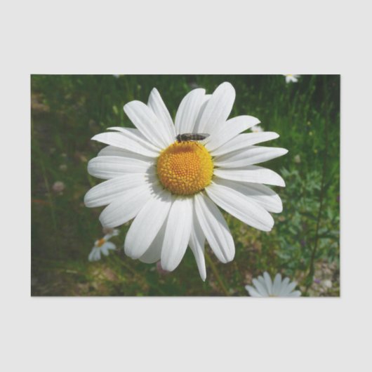 Papier Mousseline Bee on Daisy Alaskan Summer Nature (Recto)