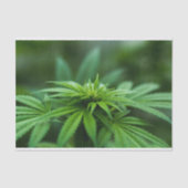 Papier Mousseline Belle mauvaise herbe (Recto)