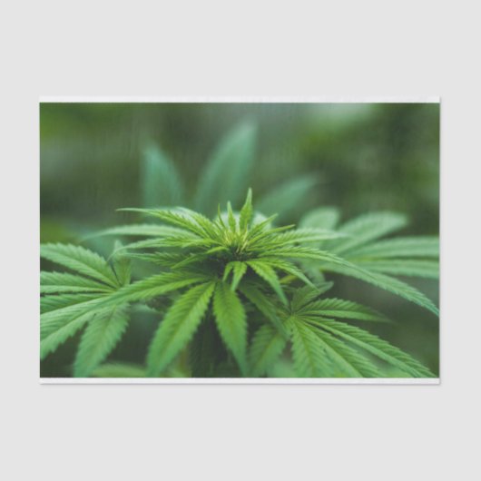 Papier Mousseline Belle mauvaise herbe (Recto)