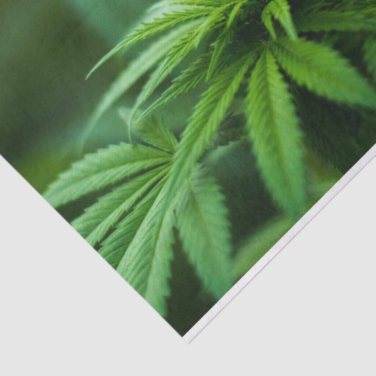 Papier Mousseline Belle mauvaise herbe (Détail)