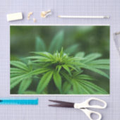 Papier Mousseline Belle mauvaise herbe (Artisanat)