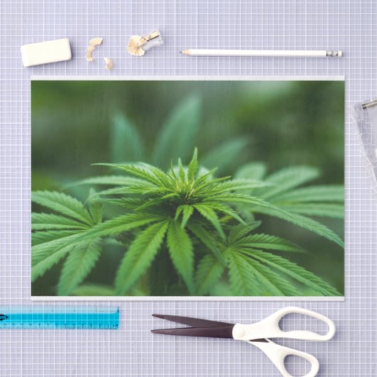 Papier Mousseline Belle mauvaise herbe (Artisanat)