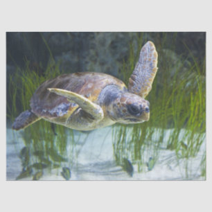 Papier Mousseline Belle natation de tortue marine