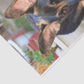 Papier Mousseline berger allemand par Shirley Taylor (Détail)