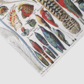 Papier Mousseline Bird Feather Wildlife Antique Feathers Art Nouveau (Détail)