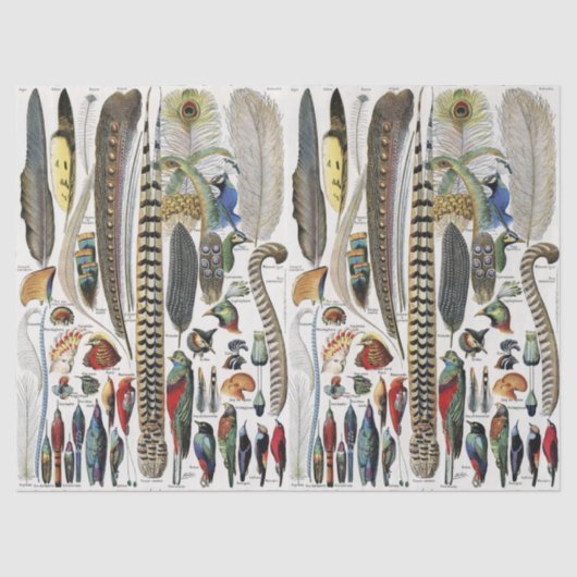 Papier Mousseline Bird Feather Wildlife Antique Feathers Art Nouveau (Recto)