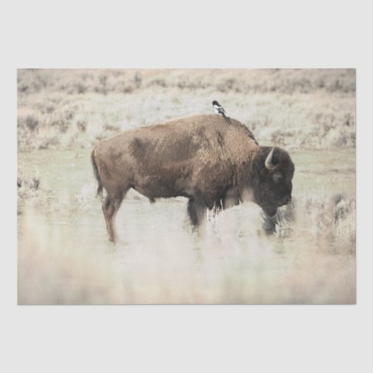 Papier Mousseline Bison de Yellowstone avec oiseau (Recto)