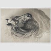 Papier Mousseline Black Horse in black and white (Recto)