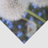 Papier Mousseline bleu, beurtasse, plante, pissenlit, prairie, blanc (Détail)